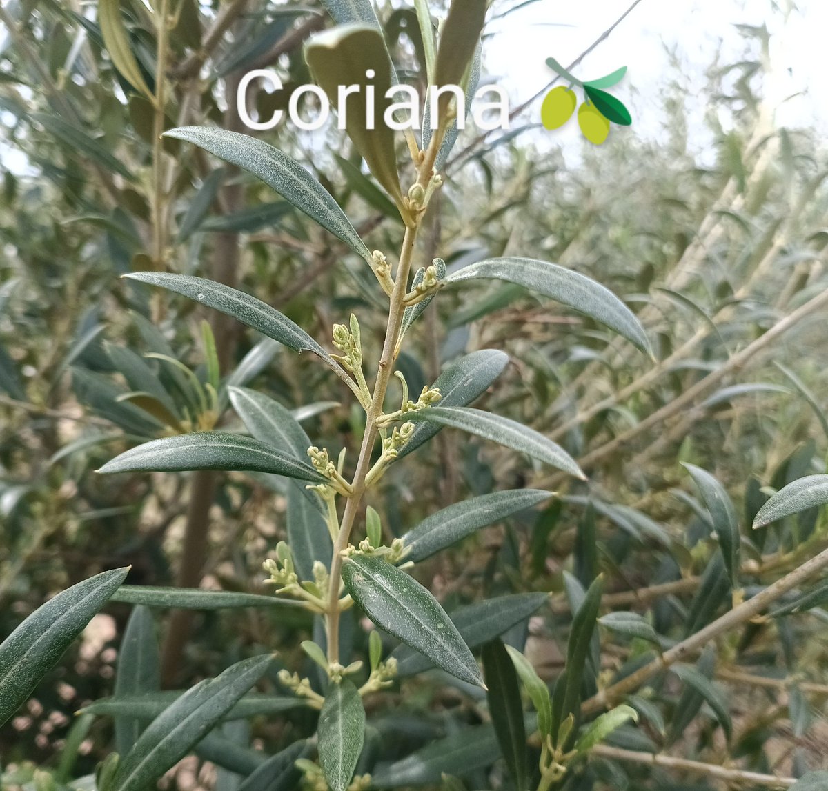 #AgropopularAustralia
Buenos días desde #Linares.
El tiempo primaveral de la última semana ayuda al crecimiento de los racimos florares de las distintas variedades.
Se comienza a perfilar el potencial productivo dela próxima cosecha de #aceituna🫒.
#ElCampoNoPara
#SábadodePasión