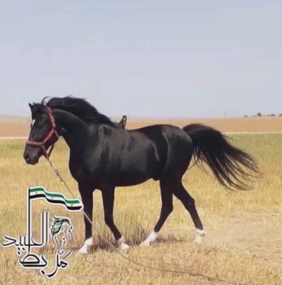 مستشار إبليس🗞️… tweet media