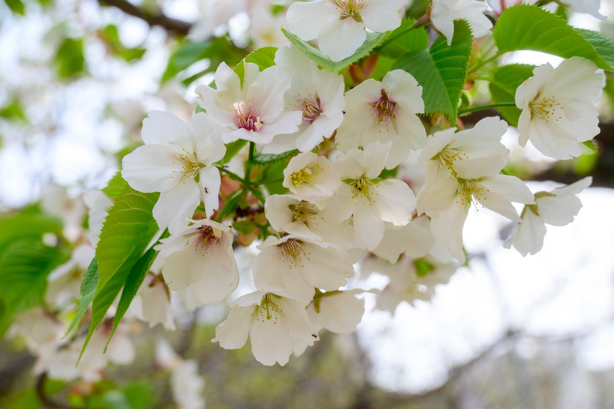 ゆーぽん🍎ぬこ執事 tweet media