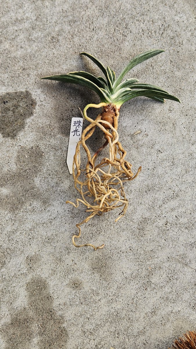 くるくるキャプテン tweet media