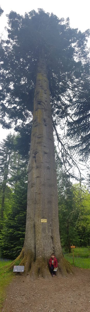 SkyDiaryScot's tweet image. Once Britain's tallest tree, this stands at 65m high (will need a click)
#PMJWeeklyChallenge #Scale