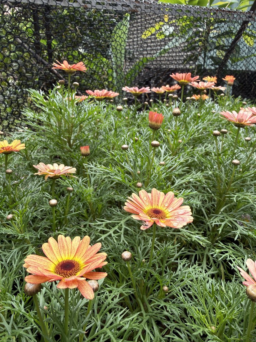 頹廢的肉 tweet media