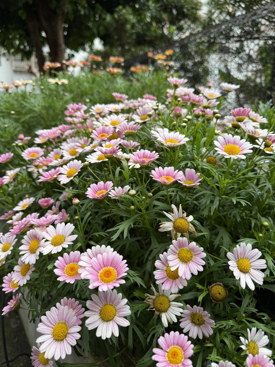 頹廢的肉 tweet media