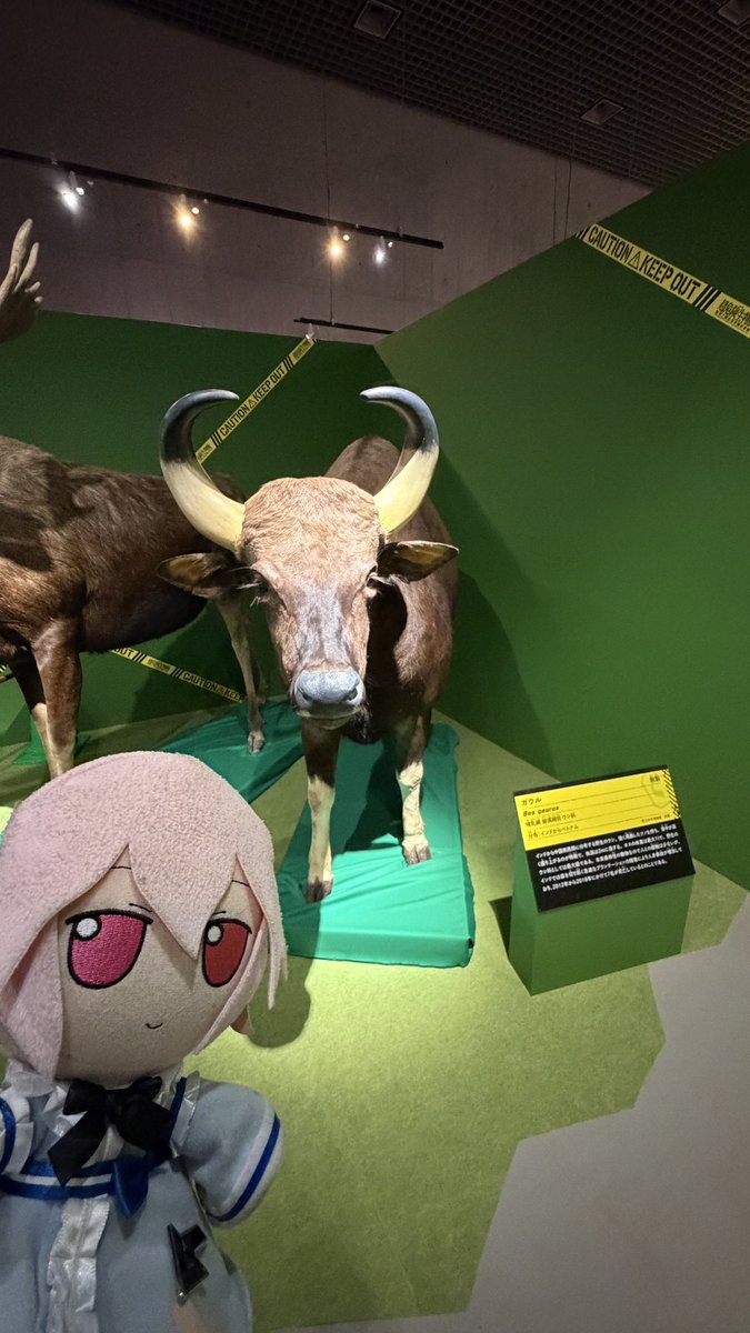 ふもふも幻想郷/Fumo JP Server tweet media