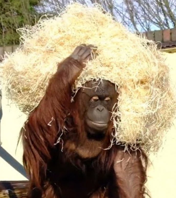 біжу за хьонджіном tweet media