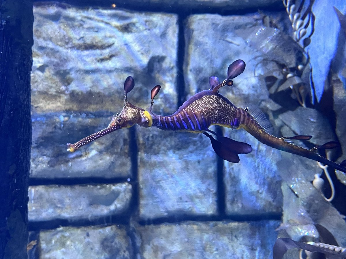 Lemon in Dawntrail!! 🍋🪽 tweet media