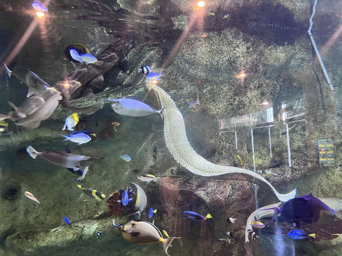 Lemon in Dawntrail!! 🍋🪽 tweet media