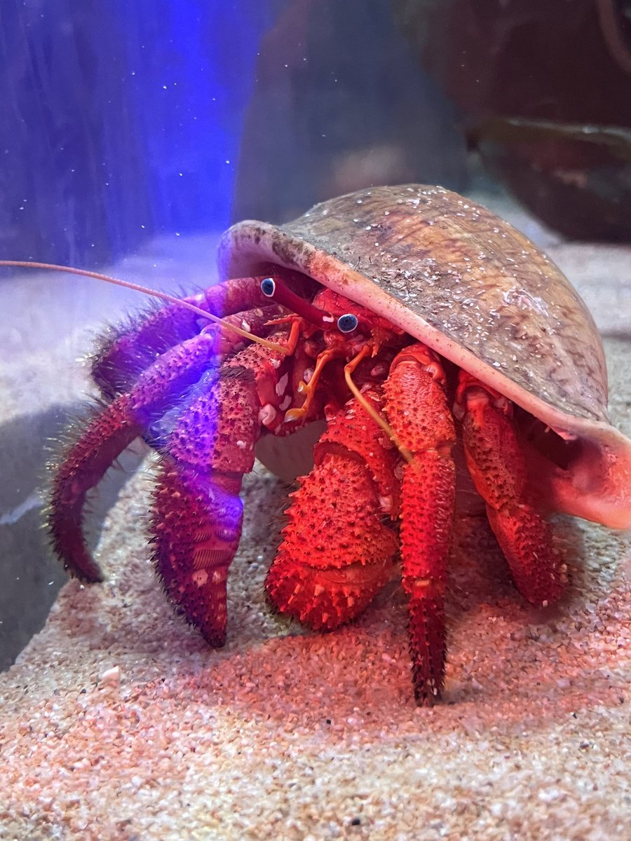 Lemon in Dawntrail!! 🍋🪽 tweet media