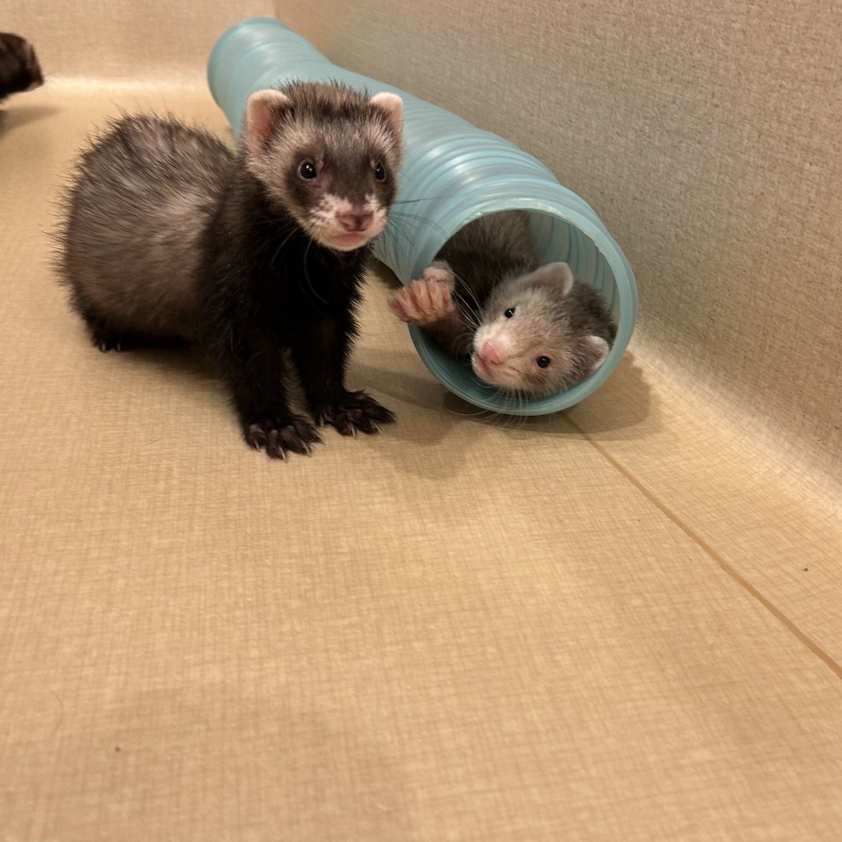 フェレット専門店フェレットリンク tweet media