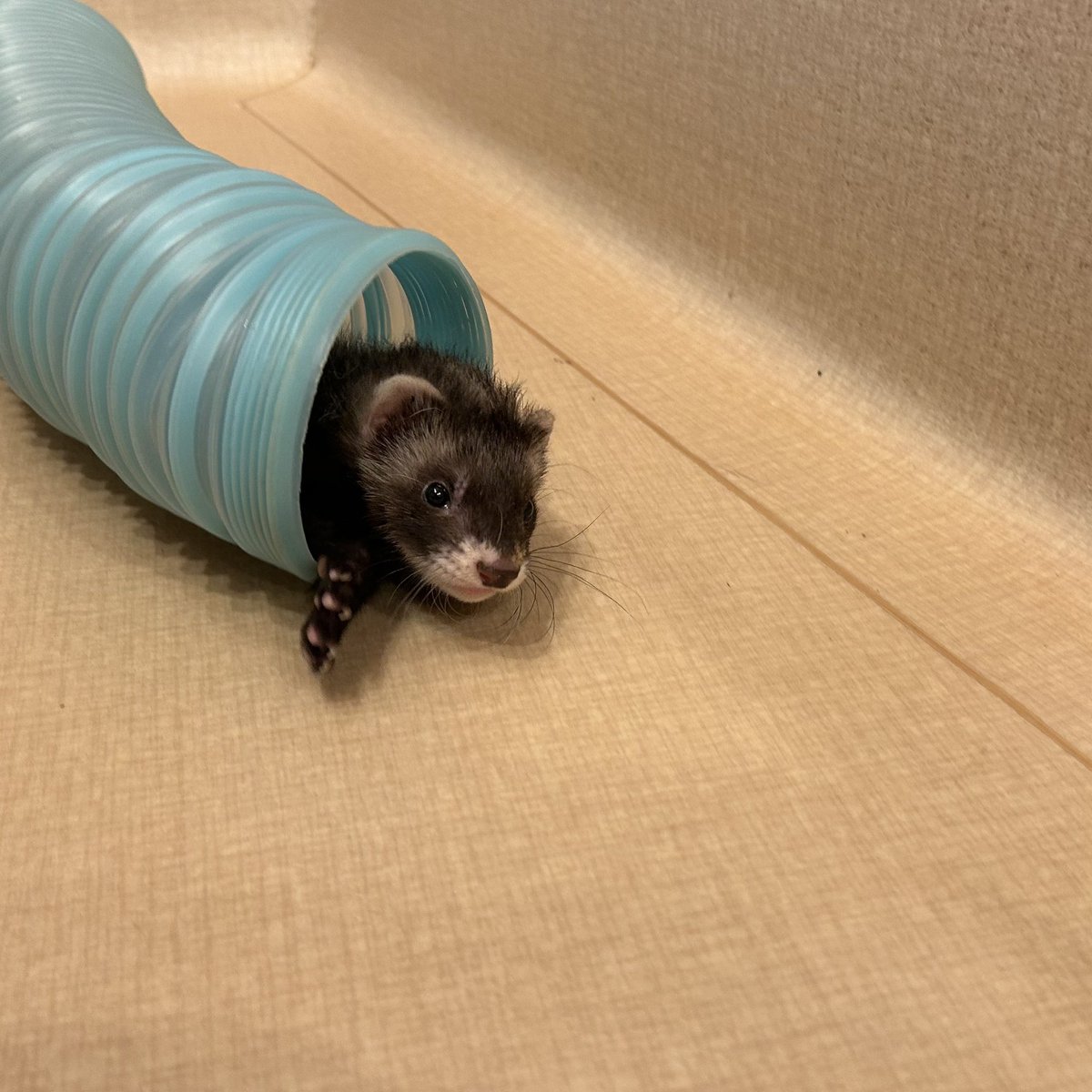 フェレット専門店フェレットリンク tweet media