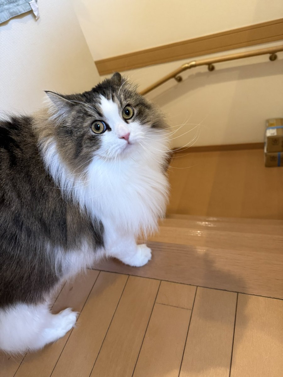 ひろちん⭐︎プチ減量平日だけ禁酒4月末。 tweet media