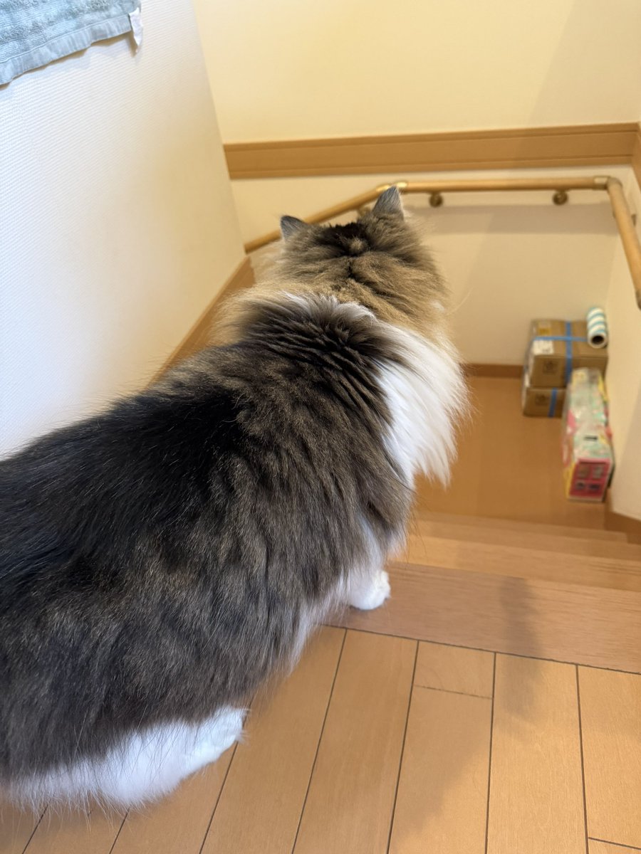 ひろちん⭐︎プチ減量平日だけ禁酒4月末。 tweet media