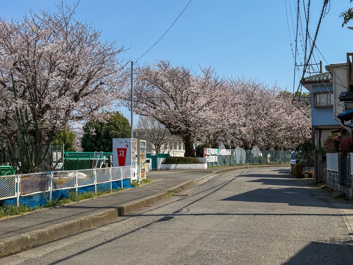 fst_dousoukai's tweet photo. 藤沢工科といえば…
校歌にも"桜色に染まる丘"と歌われている通り、桜並木🌸

毎年見事な花を咲かせて、学校関係者だけでなく近隣にお住まいの皆様や野鳥やリス達にも親しまれています。

現在は5分咲きくらいでしょうか。
今年は、入学式前には満開を迎えそうです！(*´∀｀*)

#藤沢工科 
#桜 https://t.co/EnBmzI39To