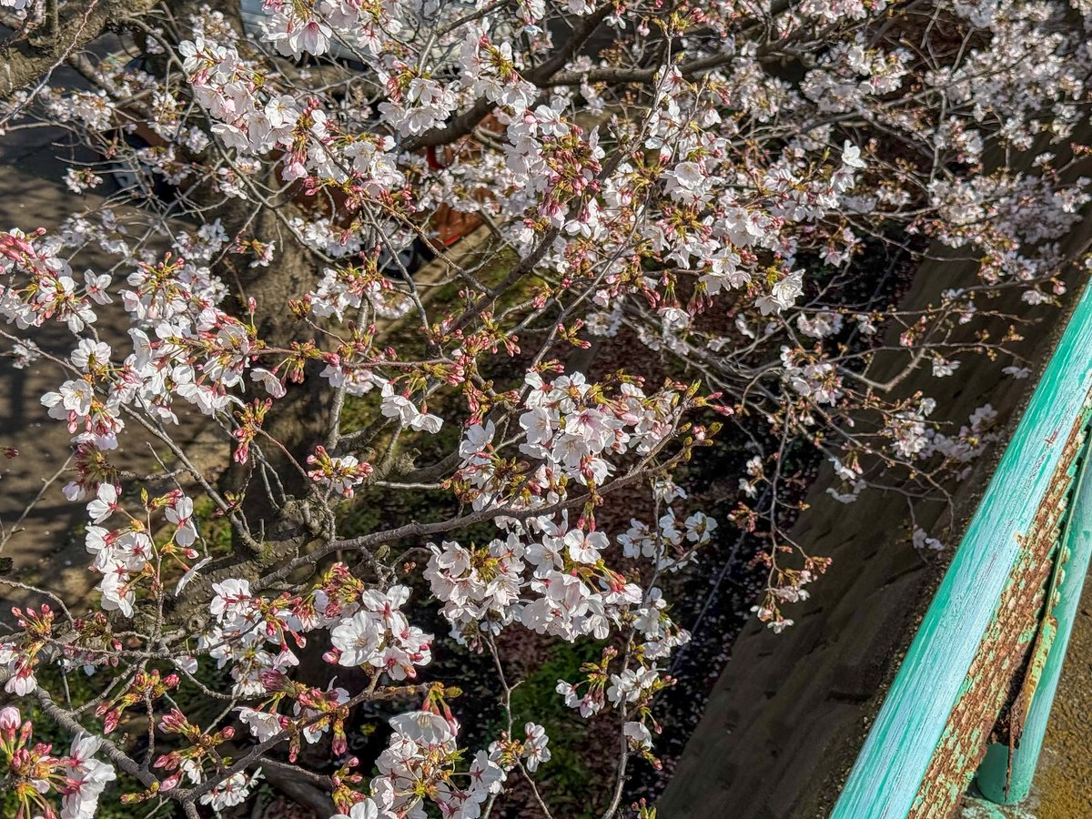 fst_dousoukai's tweet photo. 校内のあちこちに植えられている桜。

グラウンドが1階
昇降口が2階
道路が3階…

段々の地形の関係で、見上げるだけでなく、真横からみたり、なんと…上から見下ろすことができるのも藤工の桜の特徴です！

いろいろな楽しみ方ができます！

満開が待ち遠しい！！(*´∇｀*) https://t.co/t6aJAtB6iw
