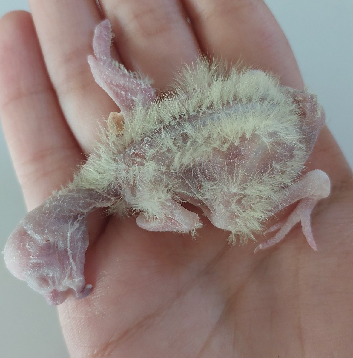 ✿ensiyye/انسیه tweet media