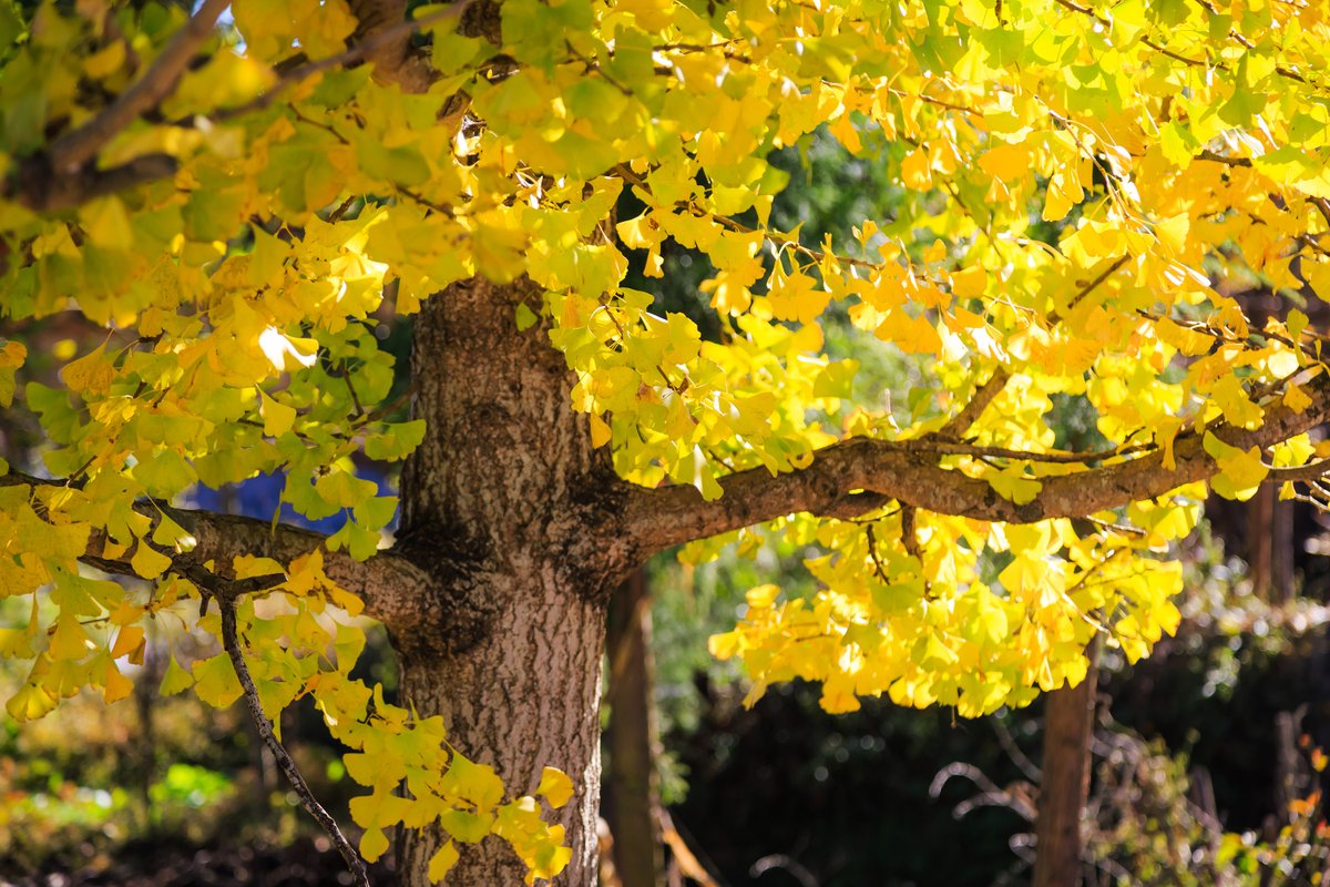 Up Edition tweet media