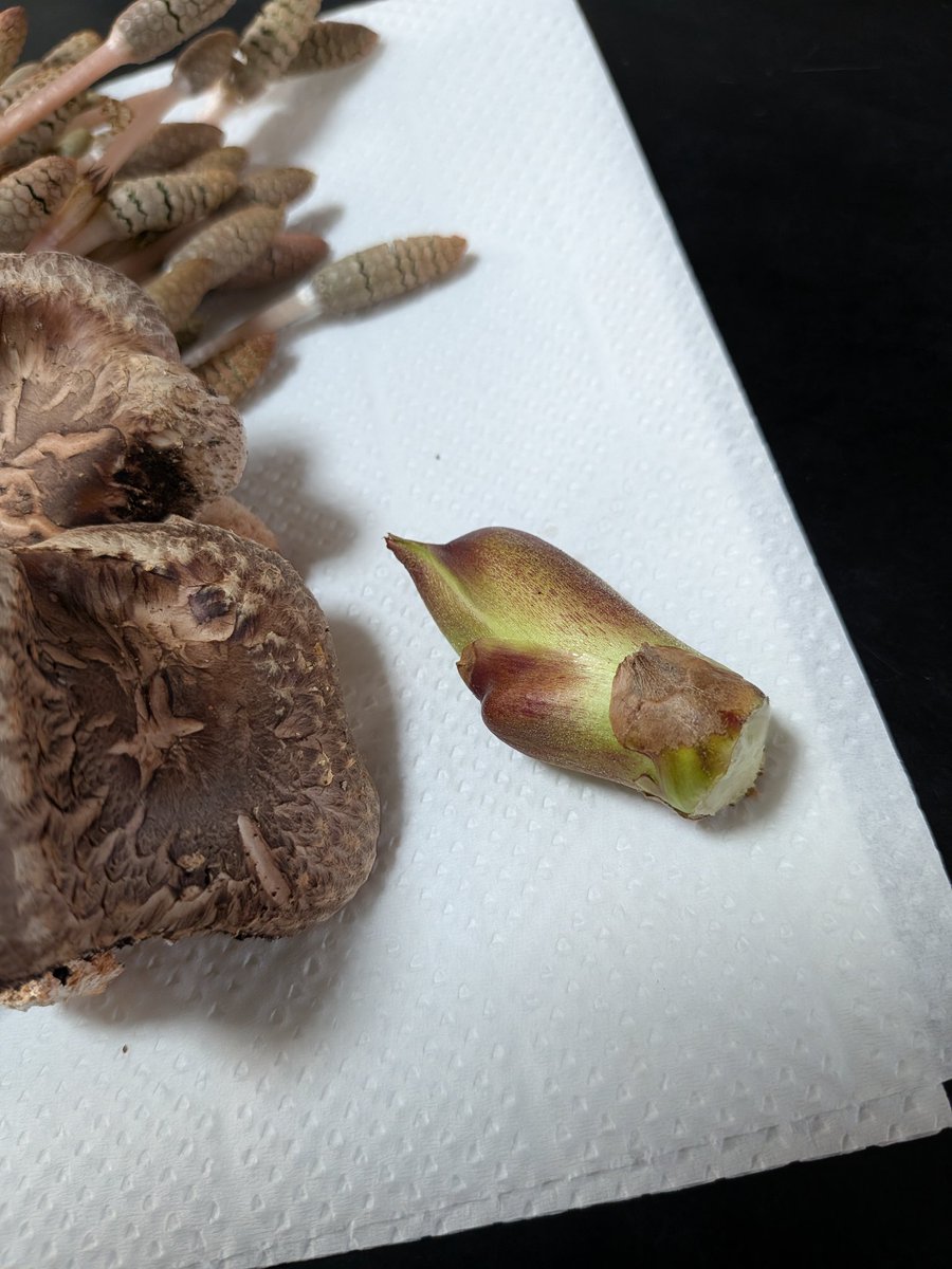 さと🐱🤖 tweet media