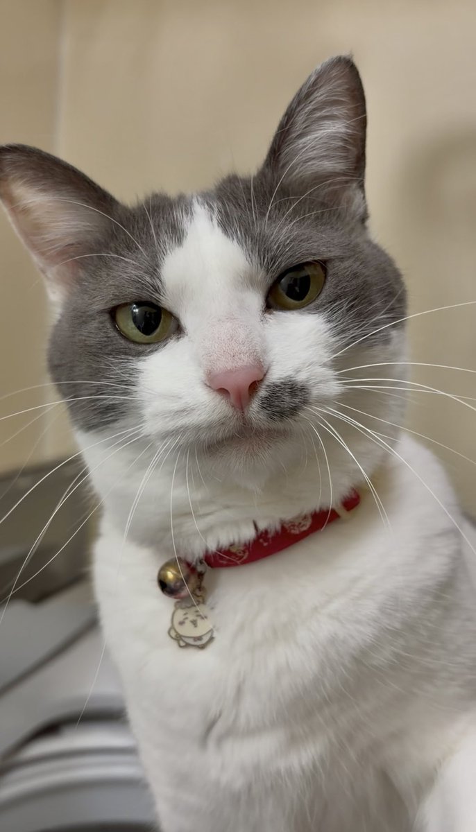 🦁たけみつ. tweet media