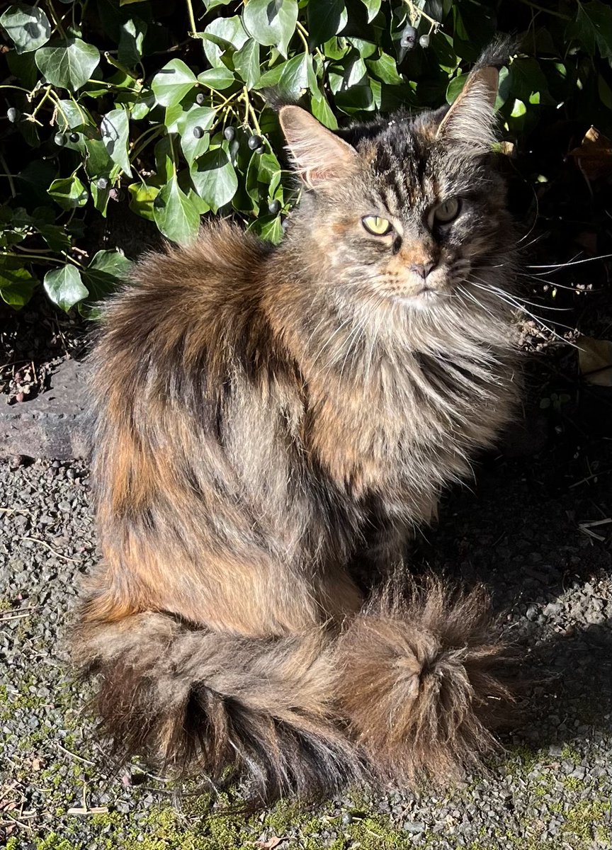 Princess Morgan and Lady Evie tweet media