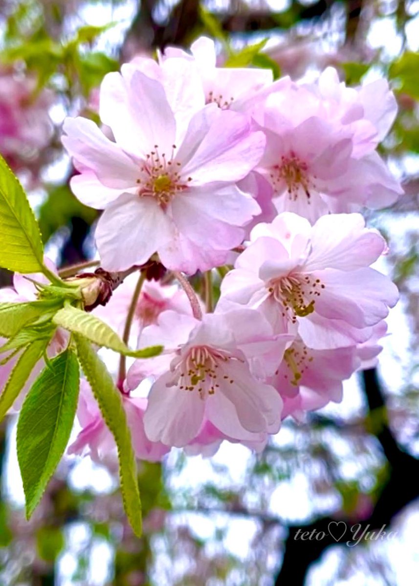 🌸テトII🌸 tweet media