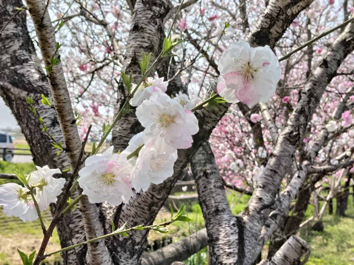 おおさかＸ358🌷🌷/BOKO tweet media