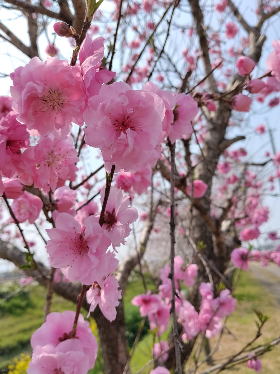 おおさかＸ358🌷🌷/BOKO tweet media