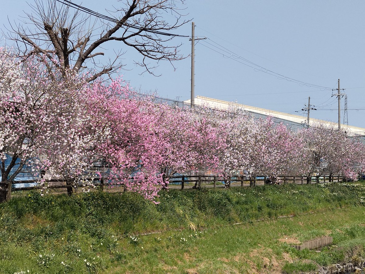 おおさかＸ358🌷🌷/BOKO tweet media