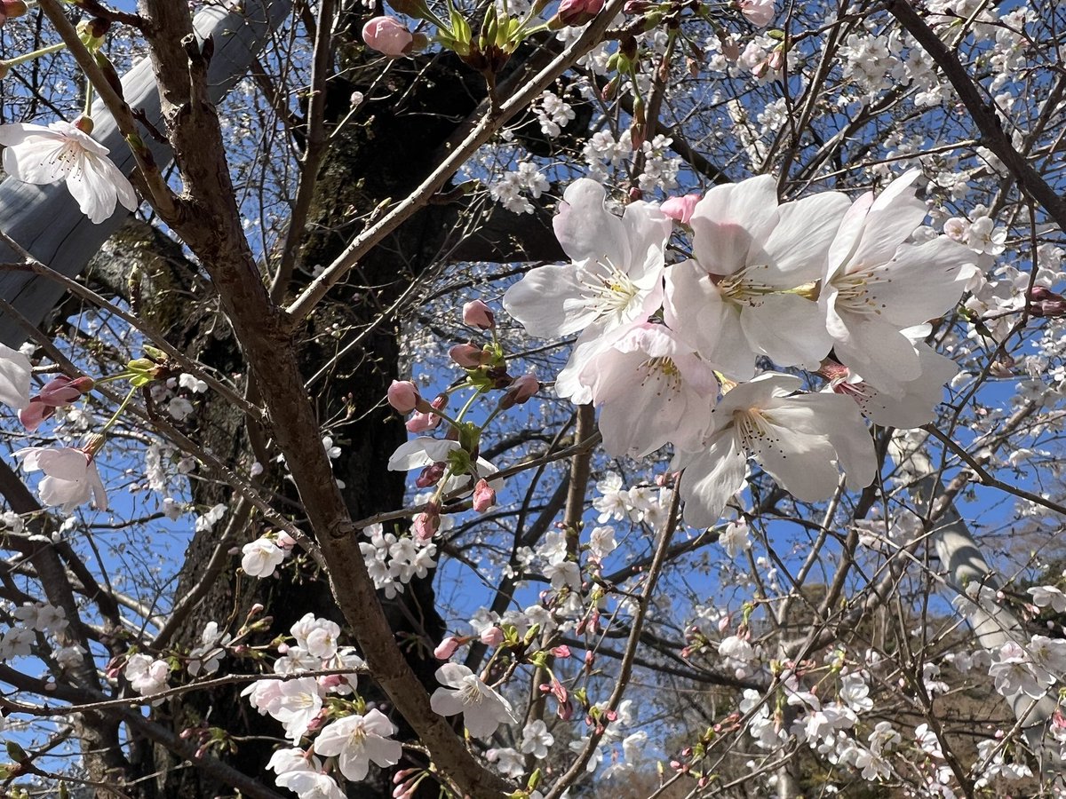 Kazu 鉄道職人 tweet media