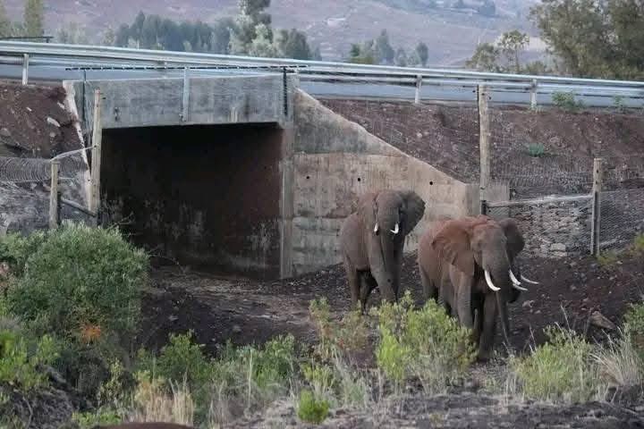 ONJOLO KENYA🇰🇪 tweet media