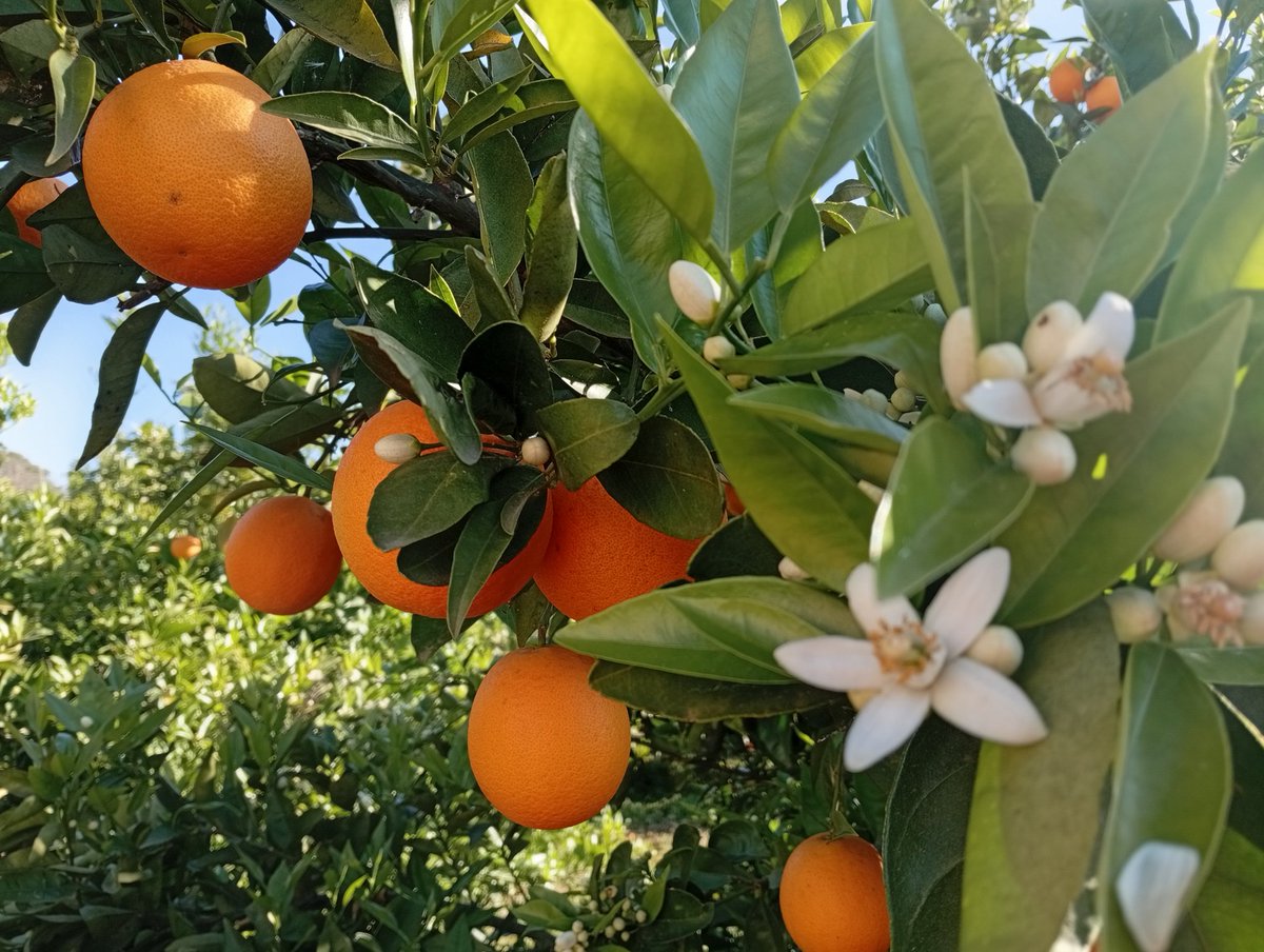 Ismael Navarro 🍊 tweet media