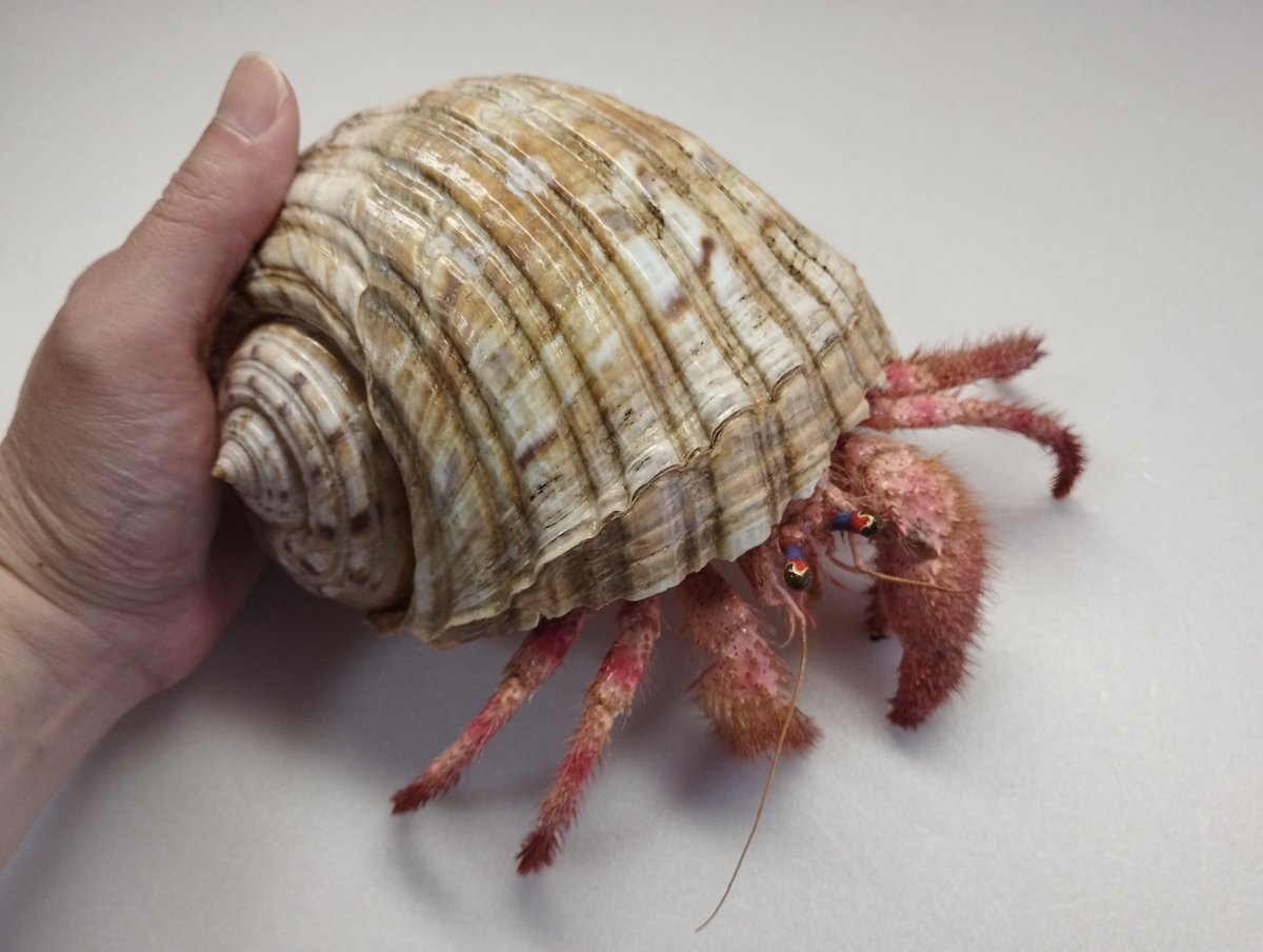 魚道部!/ 剥製師 力石眞弘 (チカライシ マサヒロ) tweet media