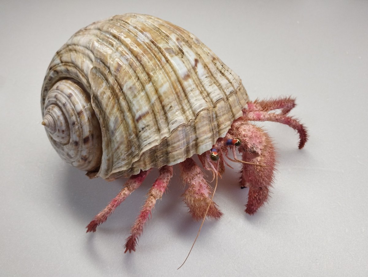 魚道部!/ 剥製師 力石眞弘 (チカライシ マサヒロ) tweet media