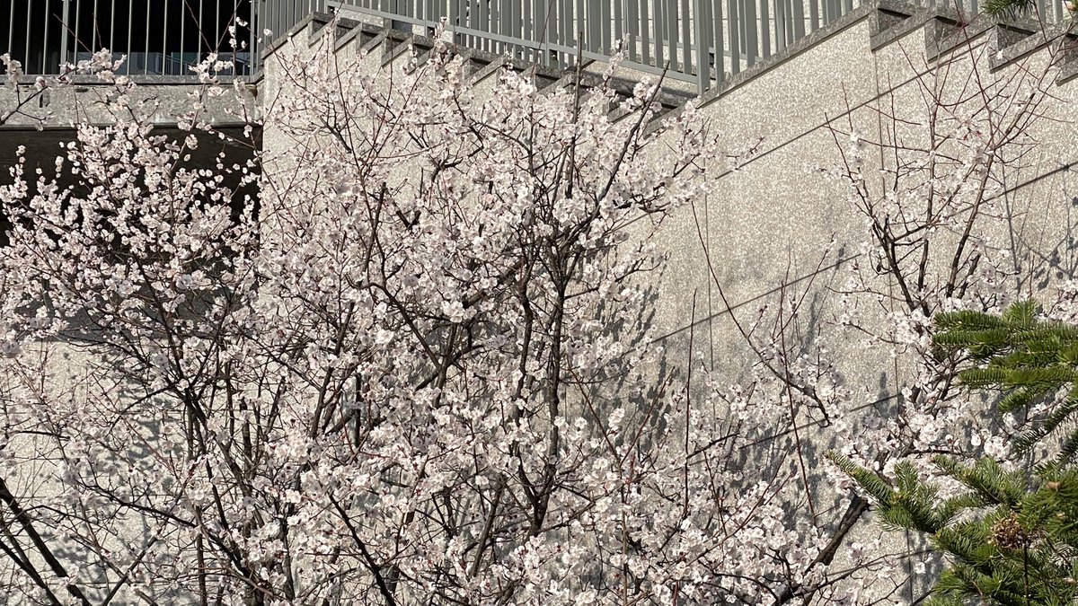 🐱💔 tweet media