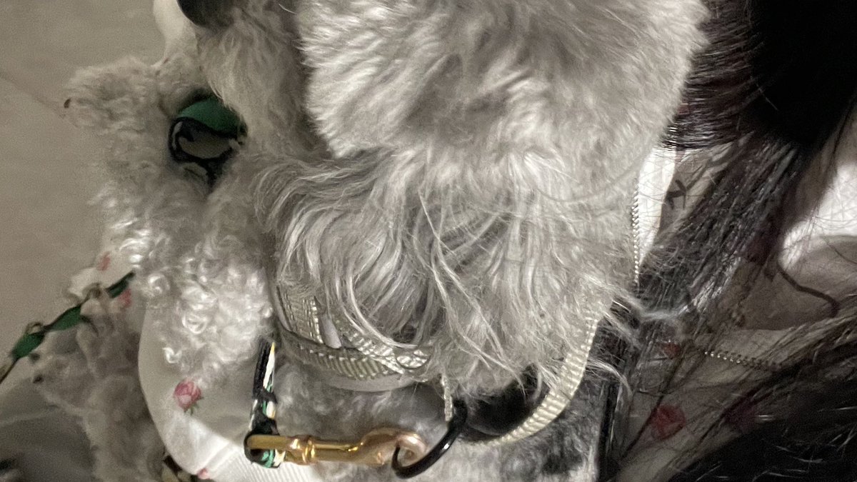 🐱💔 tweet media