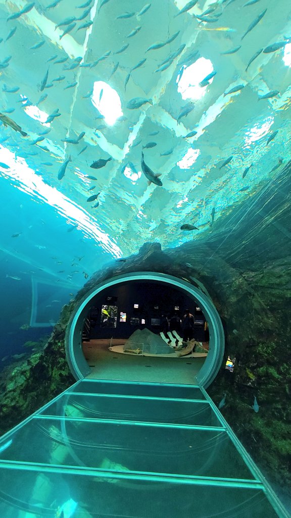 knob187@とほほ…会会員 tweet media