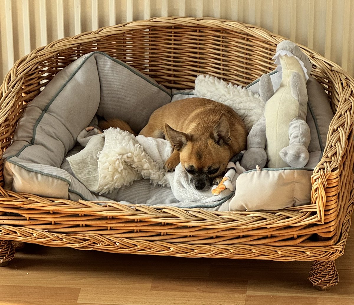 Big M 🦮🐾🦮🐾  tweet media