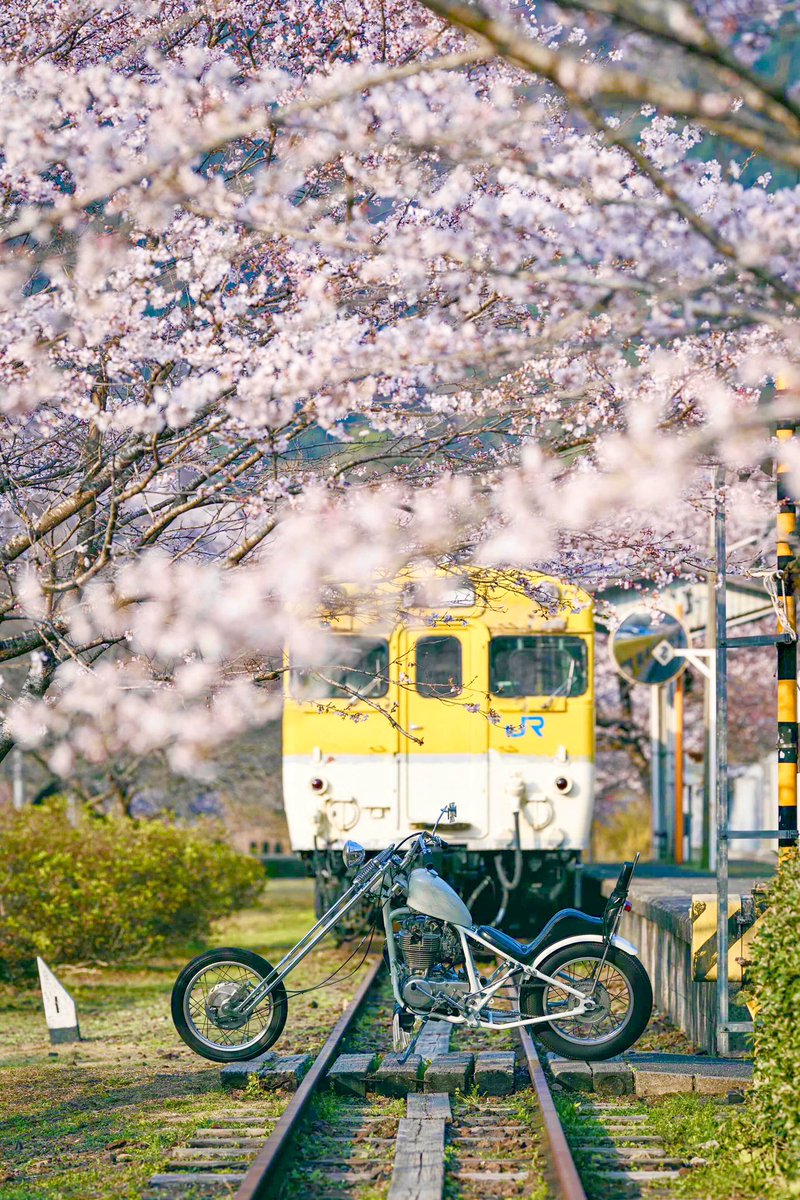 tama202210's tweet photo. モタサイ行きたかったなぁ〜。
お花見ソロツーで我慢🌸
今日出会った3人のカメラマンさんにカッコよく撮影してもらいました。
感謝(*ฅ́˘ฅ̀*)
※廃線で今は公園になっている場所です
#2persenter
#sr400 #chopper
#ハードテール
#ジョッキーシフト
#スプリンガーフォーク
#japanesemotorcycle https://t.co/kXXtbv5x29
