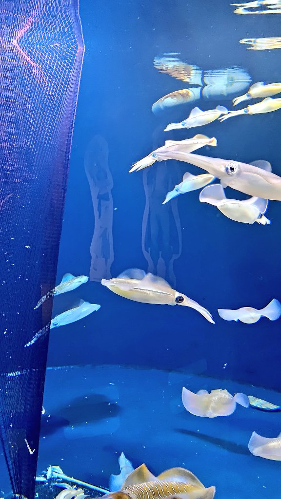 knob187@とほほ…会会員 tweet media