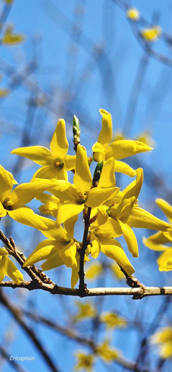 Ericaptain tweet media