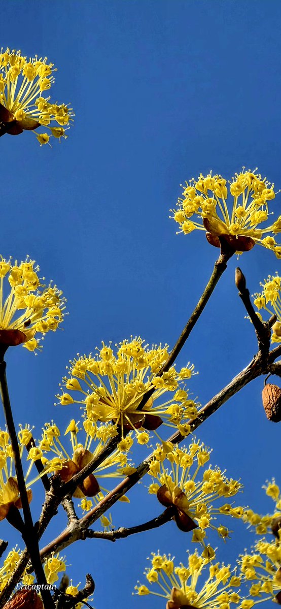 Ericaptain tweet media