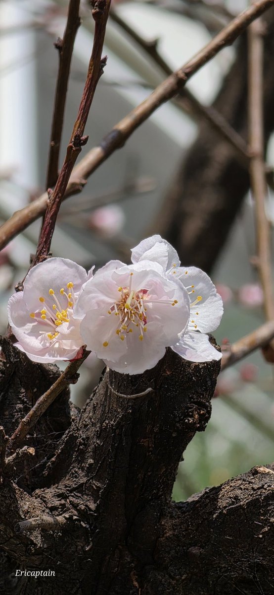 Ericaptain tweet media