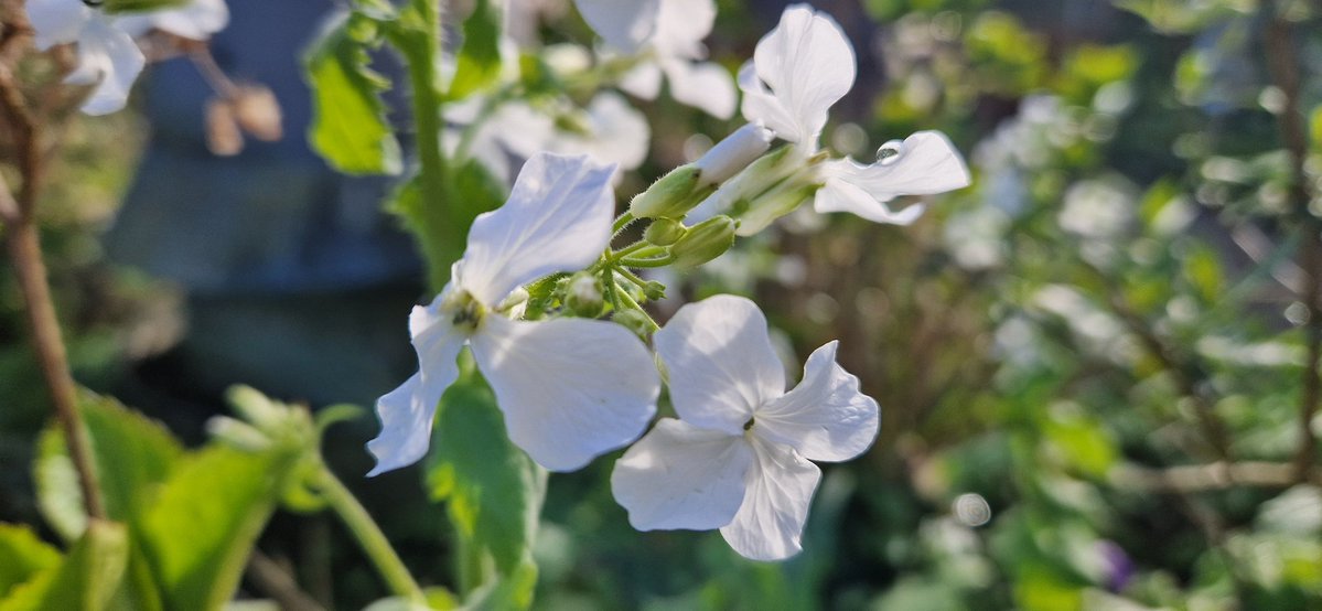 Peter Koeman @koeman.bsky.social tweet media