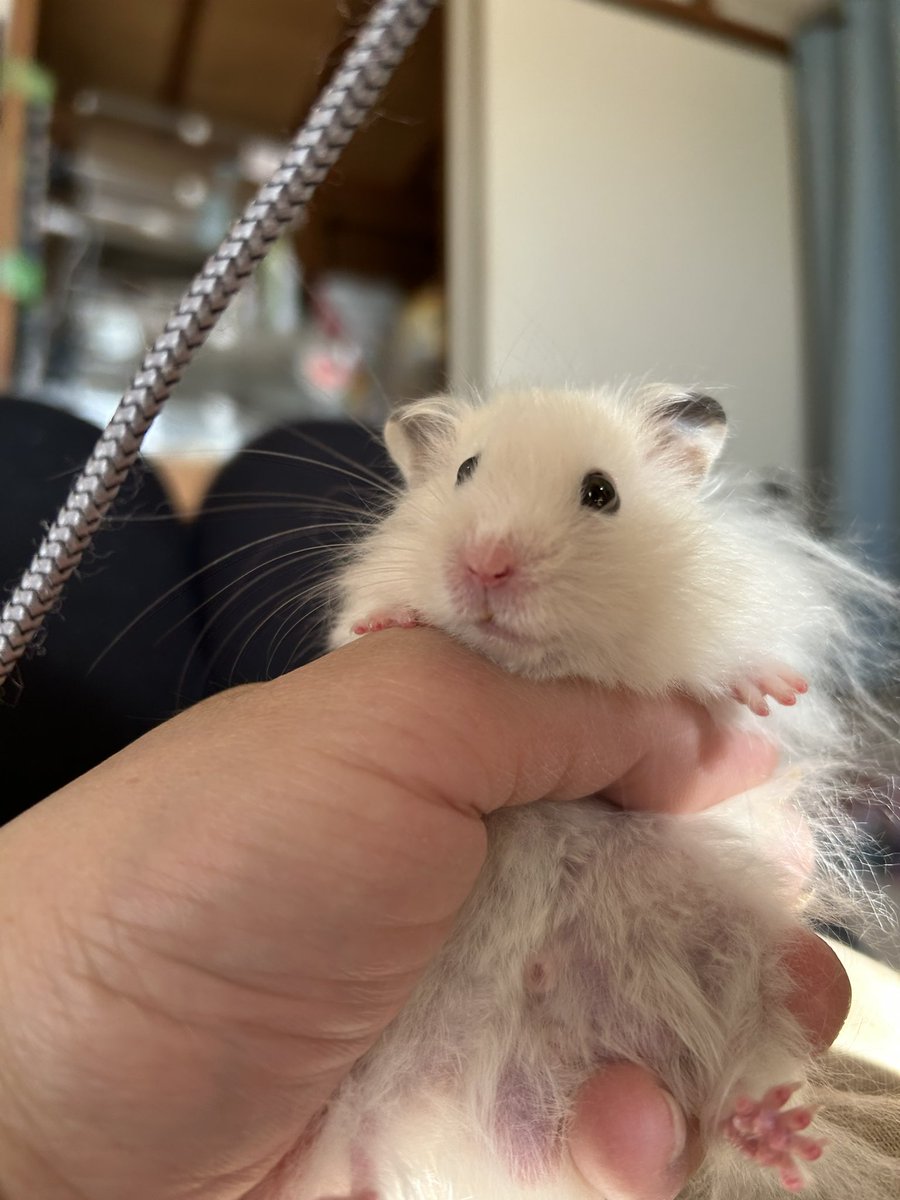 郡南蛮田 平平(ぐなんばんでん　へいぺい) tweet media