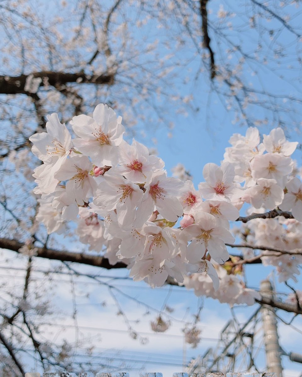 モアイユイ🍒5/10アニマルEXPO tweet media