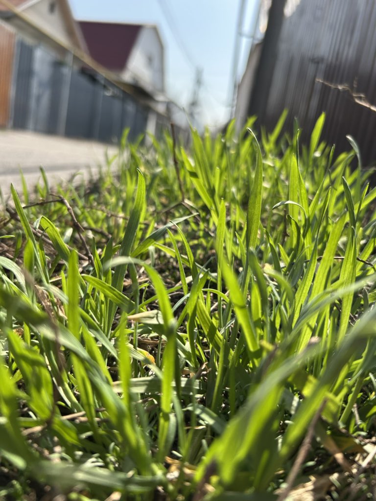 Манул на разжировке tweet media