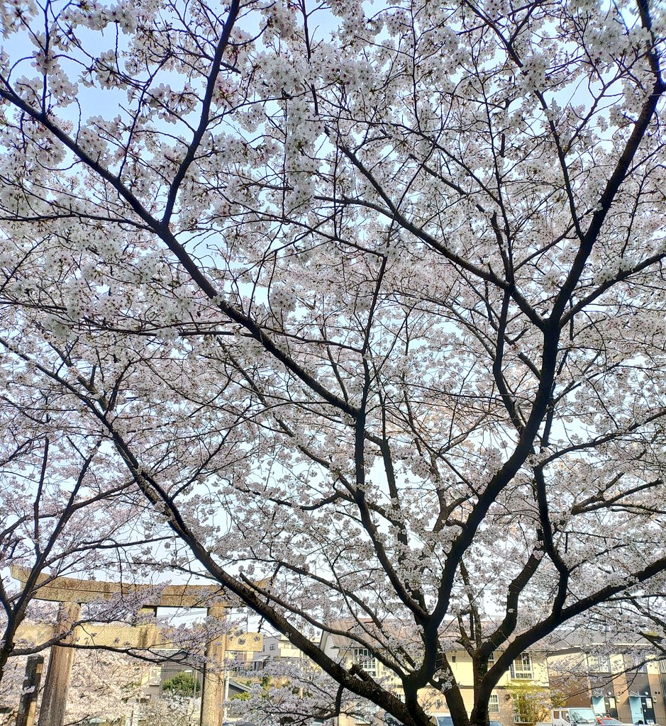 釜戸庭（かどにわ） tweet media