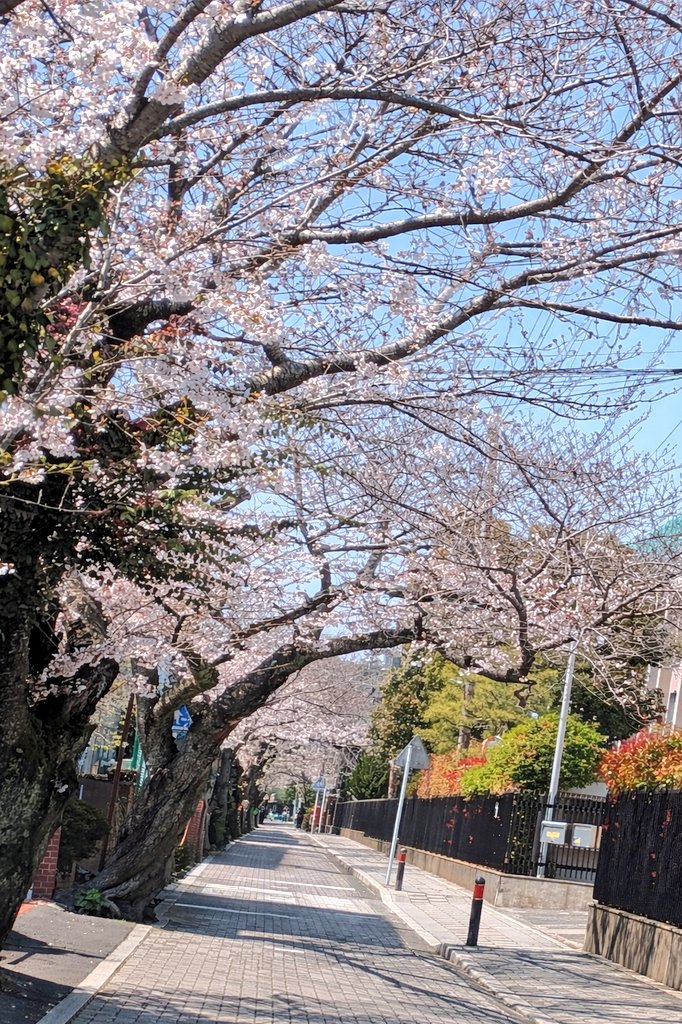 55mocopy03's tweet photo. 清泉小学校の通りの桜のトンネルが綺麗でした https://t.co/IEHiY62ZxC