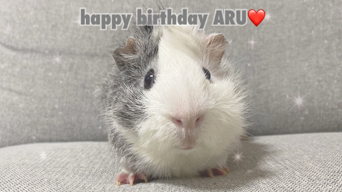 モルモット🐹アルミルクル tweet media