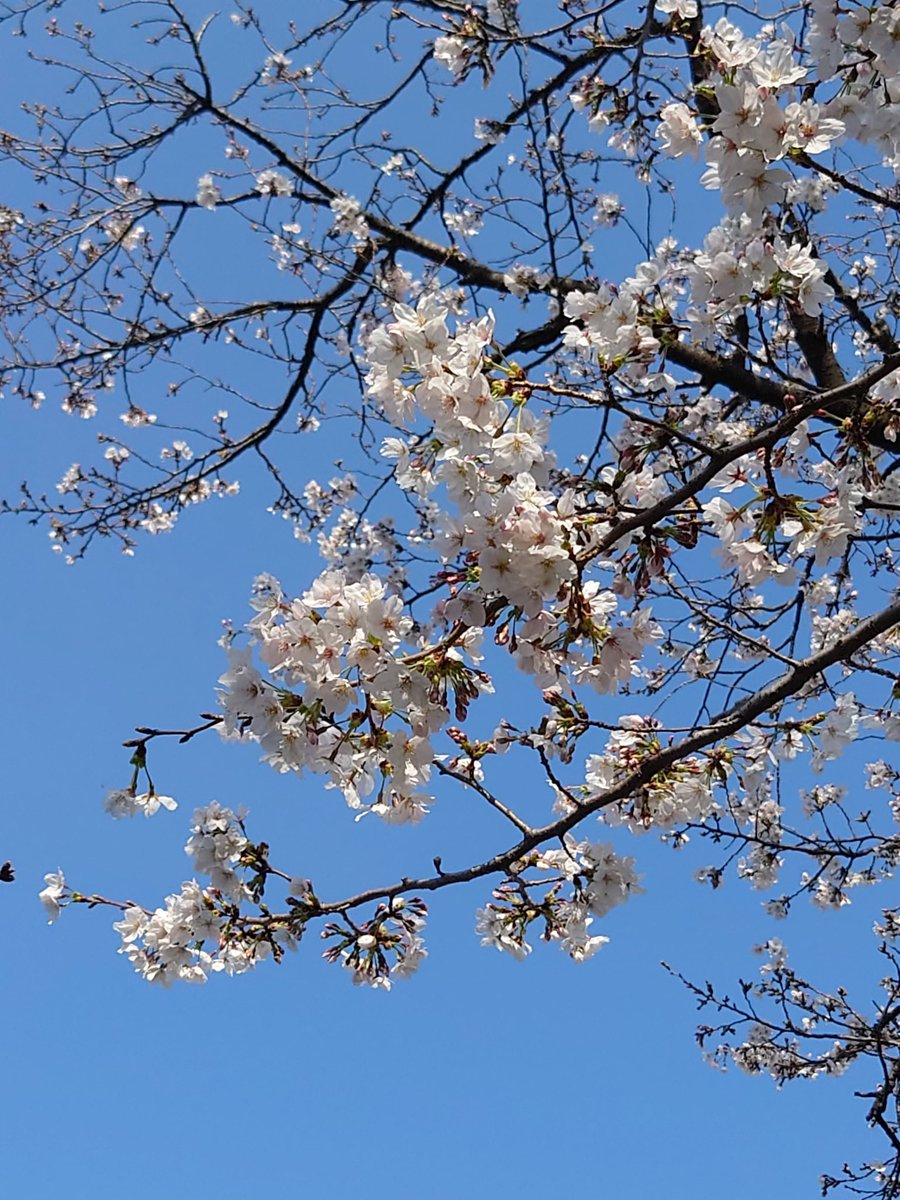 micae_bloom's tweet photo. さくら咲く🌸 https://t.co/Cg104fBBRt
