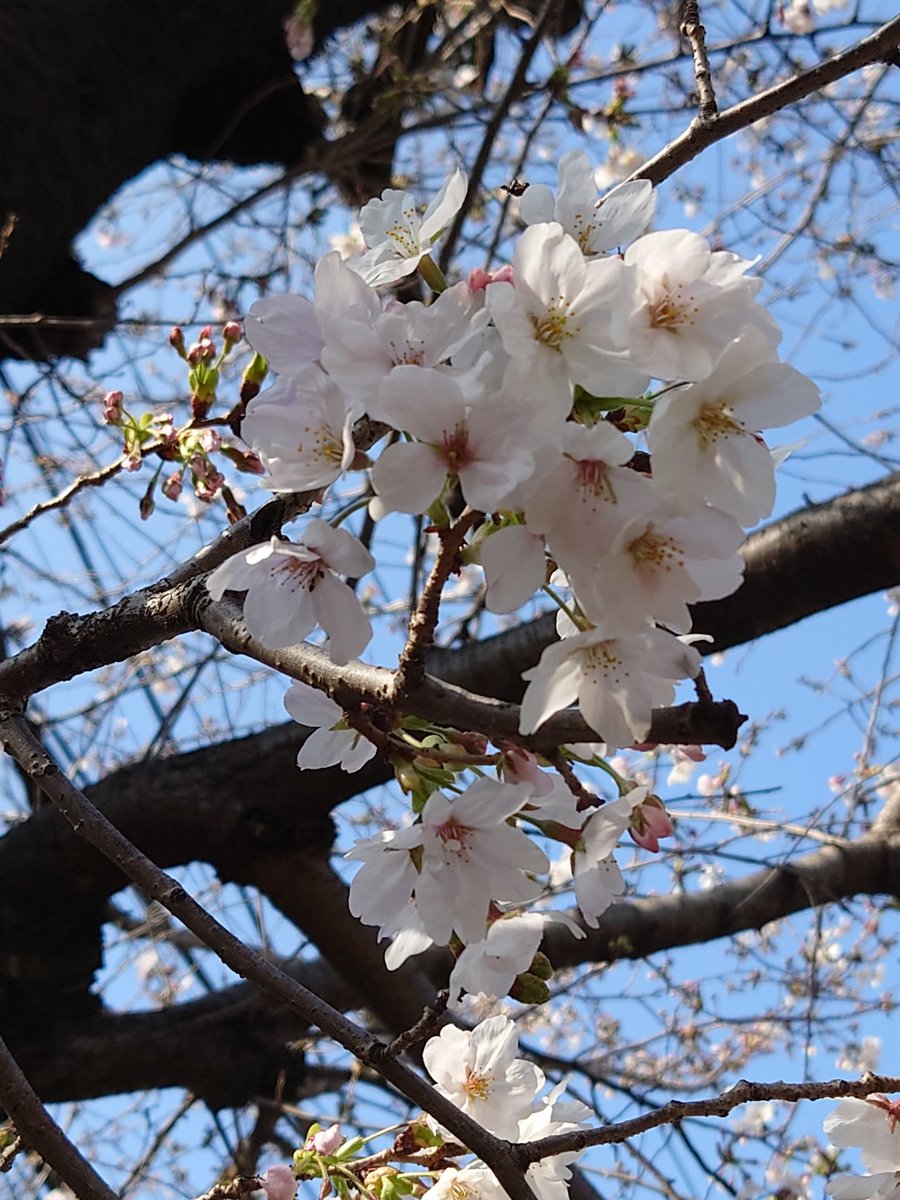 micae_bloom's tweet photo. さくら咲く🌸 https://t.co/Cg104fBBRt
